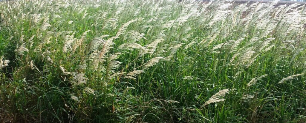 capim amargoso, plantações