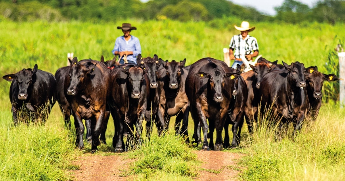 ouca f09f8ea7 genetica avaliada e decisiva na obtencao de lucro portal dbo 2