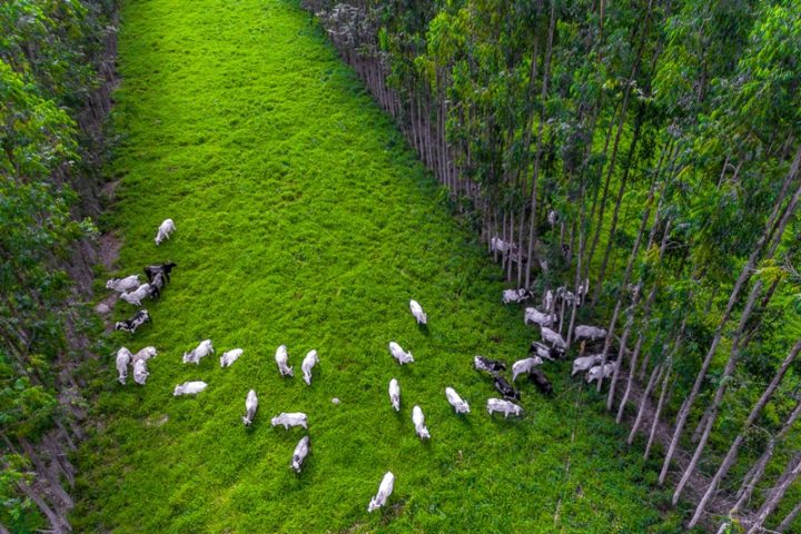 pecuaria sustentavel passa pelo uso de tecnologia e integracao da cadeia de producao