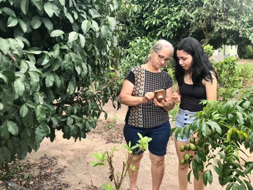 pesquisa avalia especies que compoe quintais agroflorestais 1