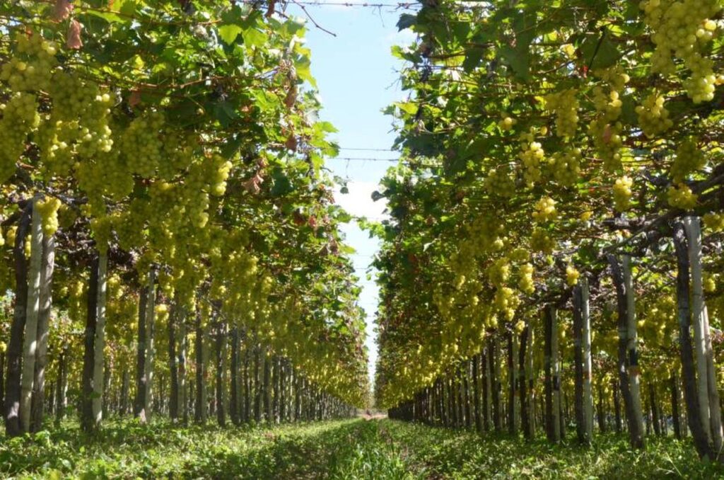 pesquisa viabiliza a producao sustentavel da fruticultura 1