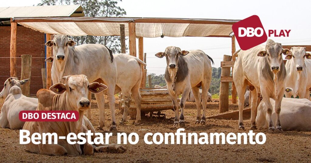 praticas simples para o conforto dos animais incrementam rentabilidade veja entrevista portal dbo