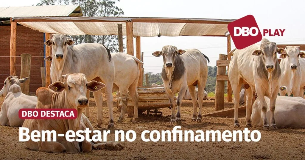 praticas simples para o conforto dos animais incrementam rentabilidade veja entrevista portal dbo