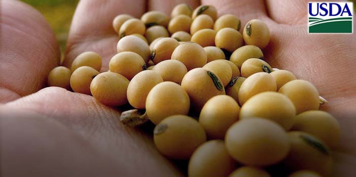 precisando de caixa para pagar dividas produtor de soja tem semana