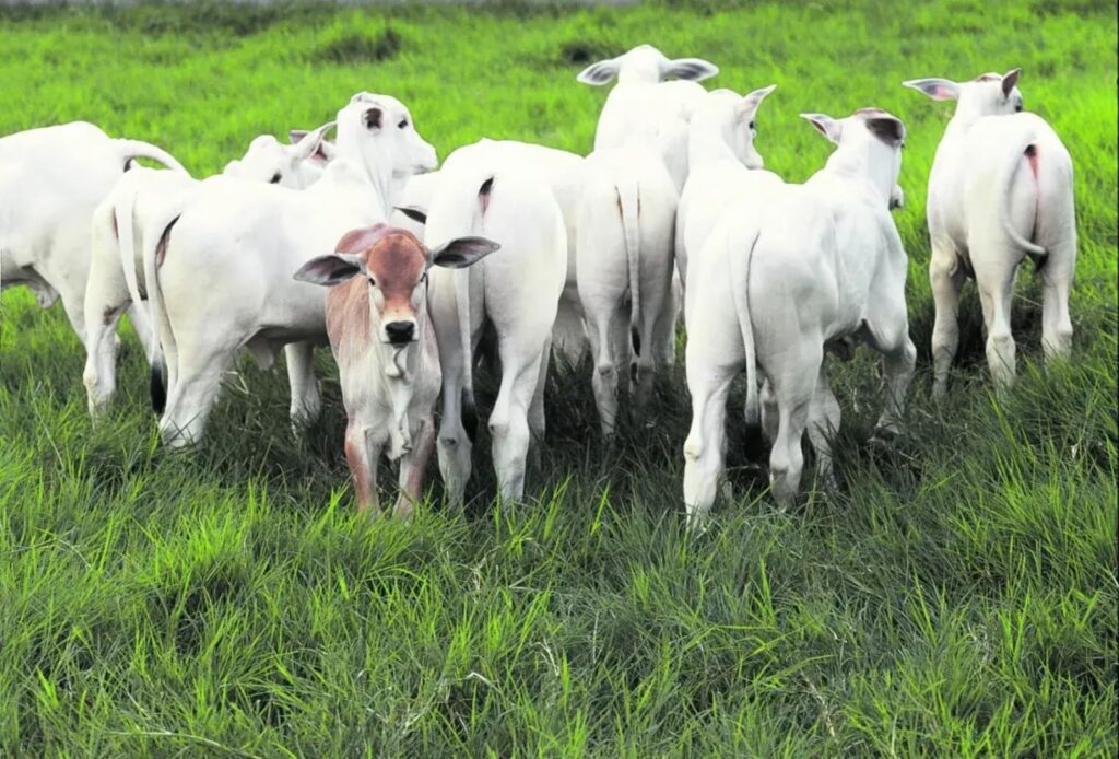 preco do bezerro atingiu o fundo do poco