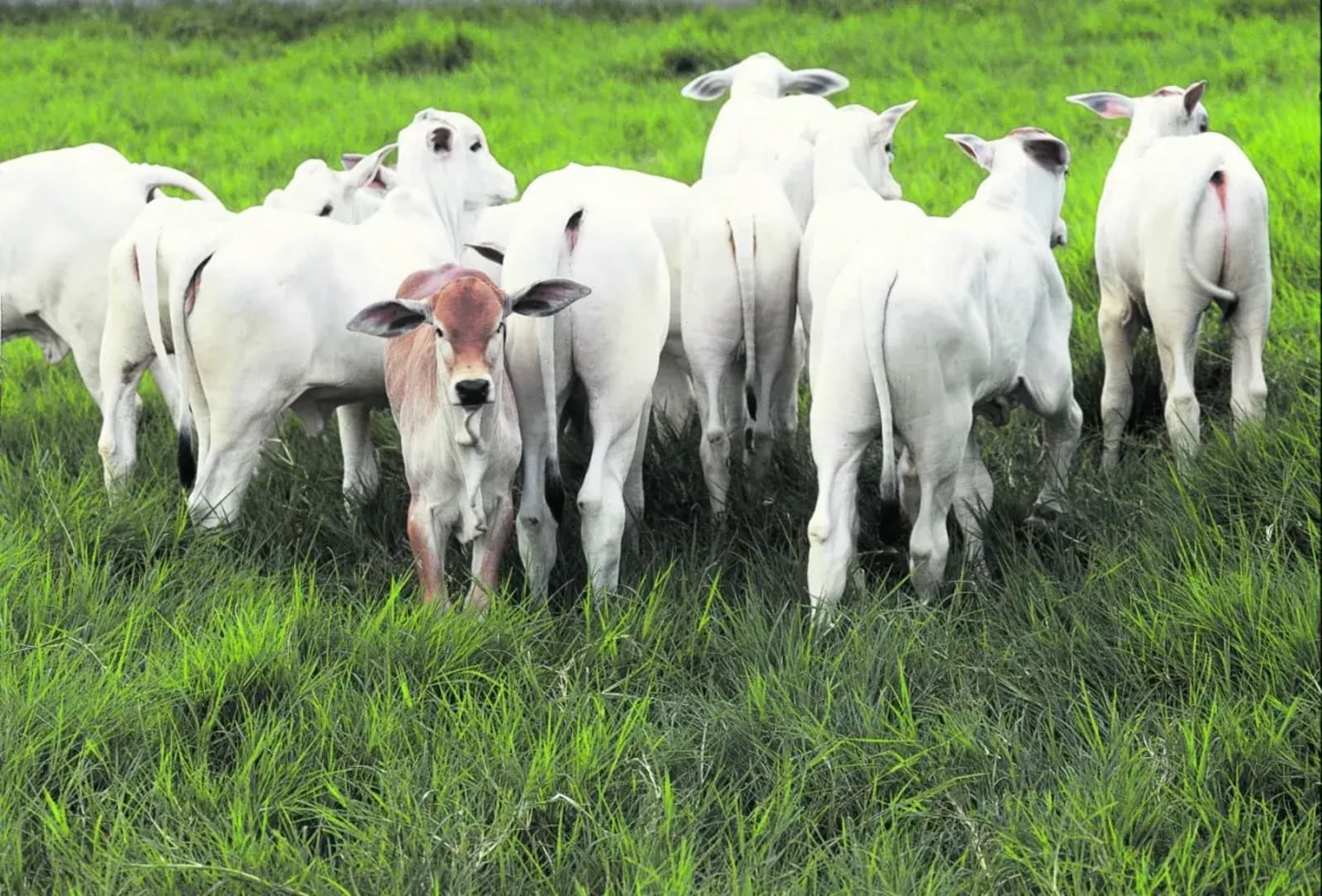 preco do bezerro atingiu o fundo do poco