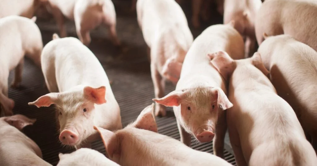 Preço do suíno vivo e da carne cai em março, mas melhora na comparação anual • Portal DBO 2 preco do suino vivo e da carne cai em marco mas melhora na comparacao anual portal dbo