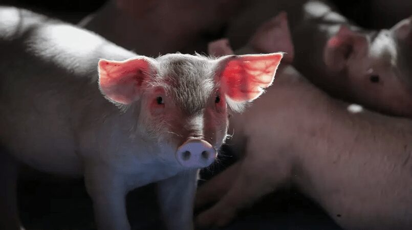 preco medio do suino cai em junho diz cepea 2