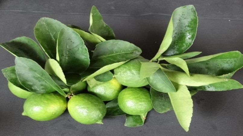 Oferta de limão tahiti diminui; preços reage