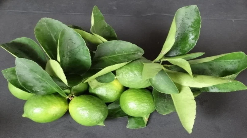 Preços do limão tahiti estão em alta nos mercados interno e externo 15 precos do limao tahiti estao em alta nos mercados interno e externo 2