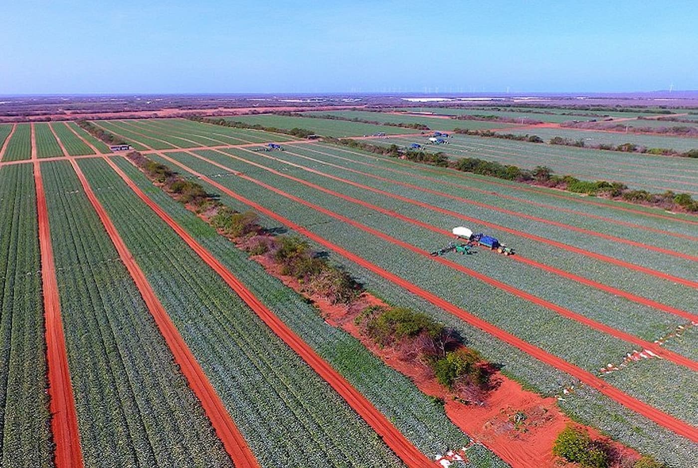 Preços do melão sobem em 2023 1 Preços do melão sobem em 2023