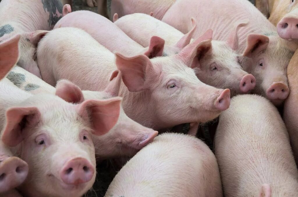 Preços do suíno vivo está distinto dentre regiões 2 suíno