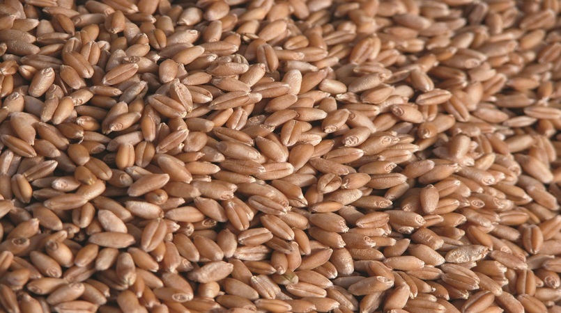 Preços do trigo caem no Brasil, mesmo com alta do dólar