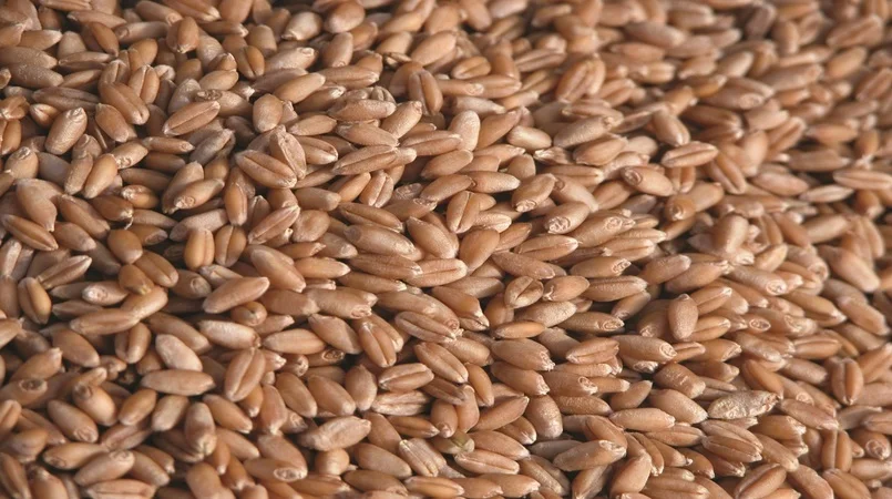 precos do trigo caem no brasil mesmo com alta do dolar 2