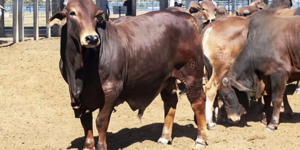 premix patrocina prova de pastoreio com bovinos da appas 1