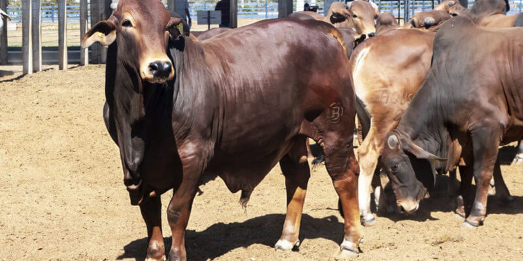 premix patrocina prova de pastoreio com bovinos da appas 1