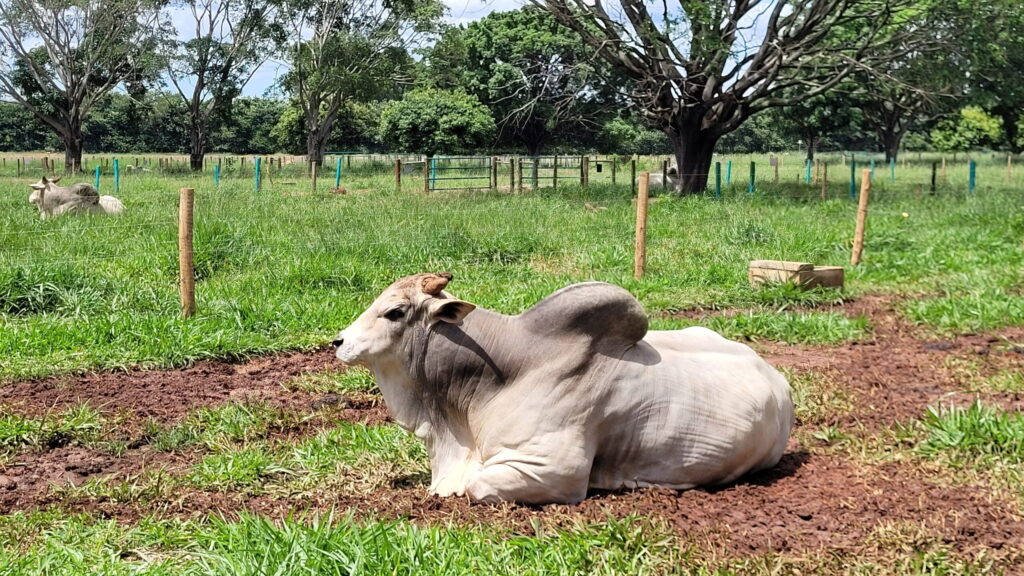 presenca das carnes brasileiras no exterior 1