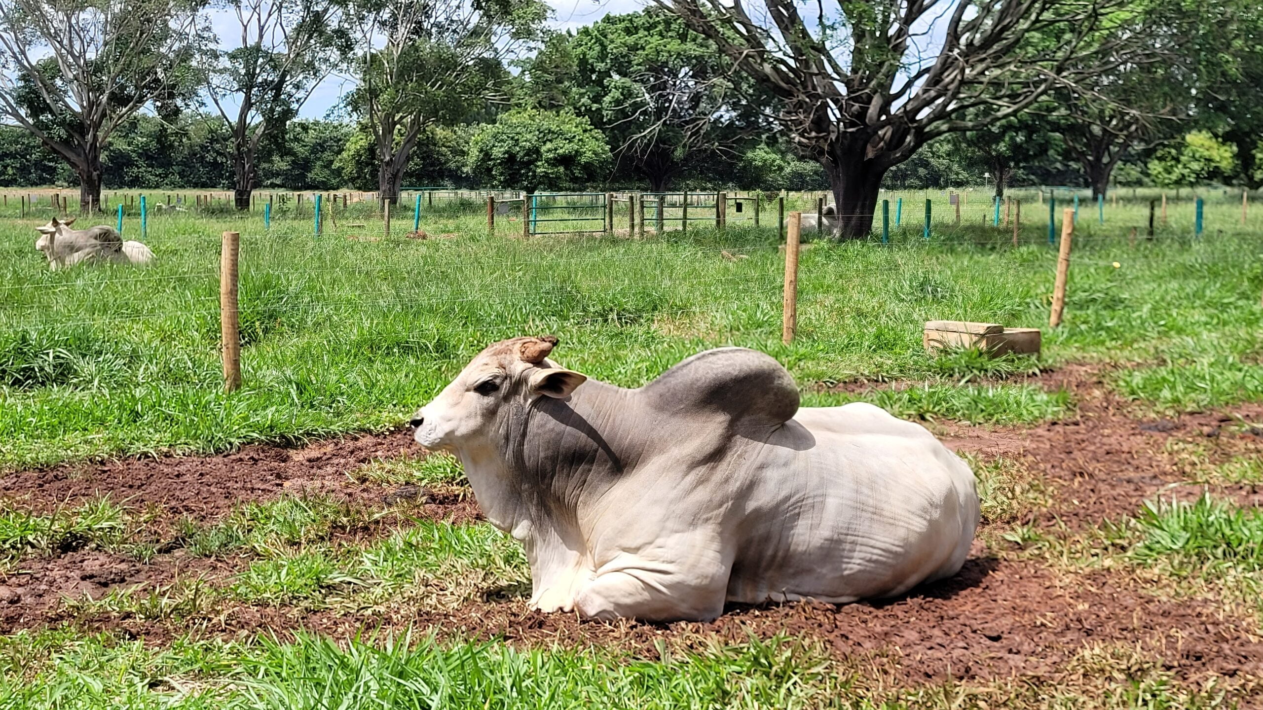 presenca das carnes brasileiras no exterior 1