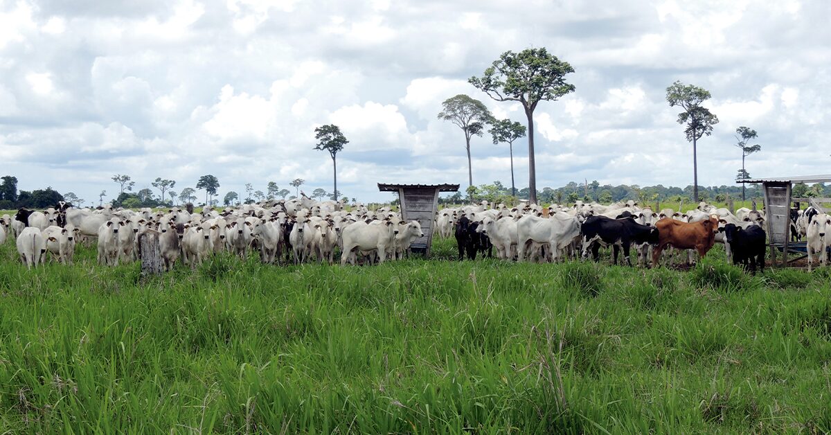 pressao de baixa dos frigorificos segue forte mas pecuaristas seguram seus lotes no campo portal dbo