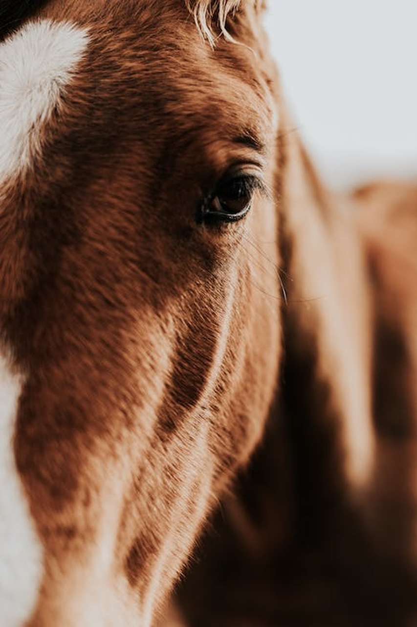 previna a doenca que pode causar cegueira em cavalos