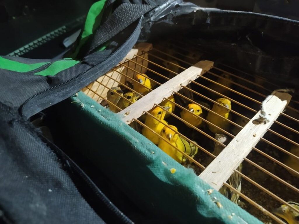 prf resgata 63 passaros silvestres que estavam sendo transportados ilegalmente 1