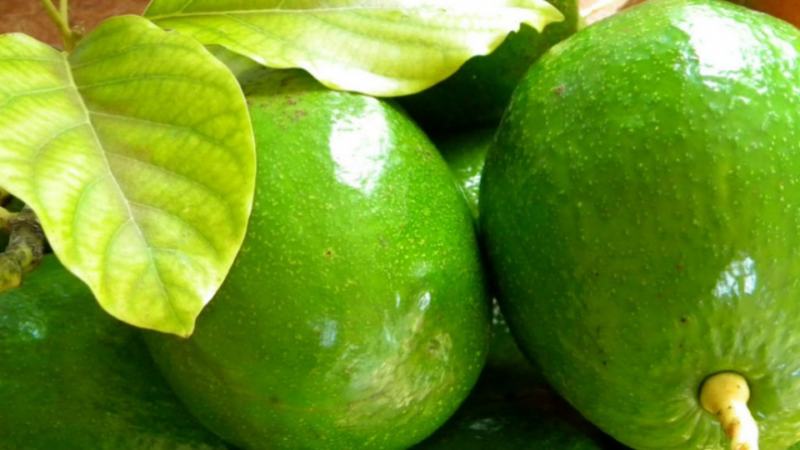 producao de abacate cresce com forca no brasil 1