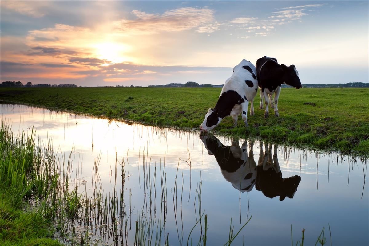 producao de leite com sustentabilidade foi tema de debate na