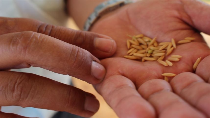 produtores de arroz vermelho apostam em tecnologia 1