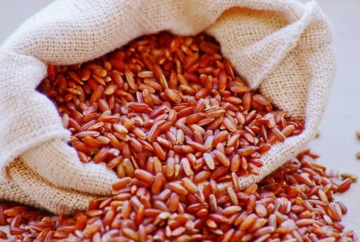 produtores de arroz vermelho apostam em tecnologia 2