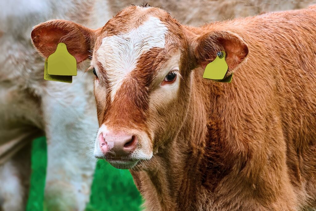 protocolo sanitario e suplementacao adequada podem garantir ate duas arrobas a mais na desmama de bezerros