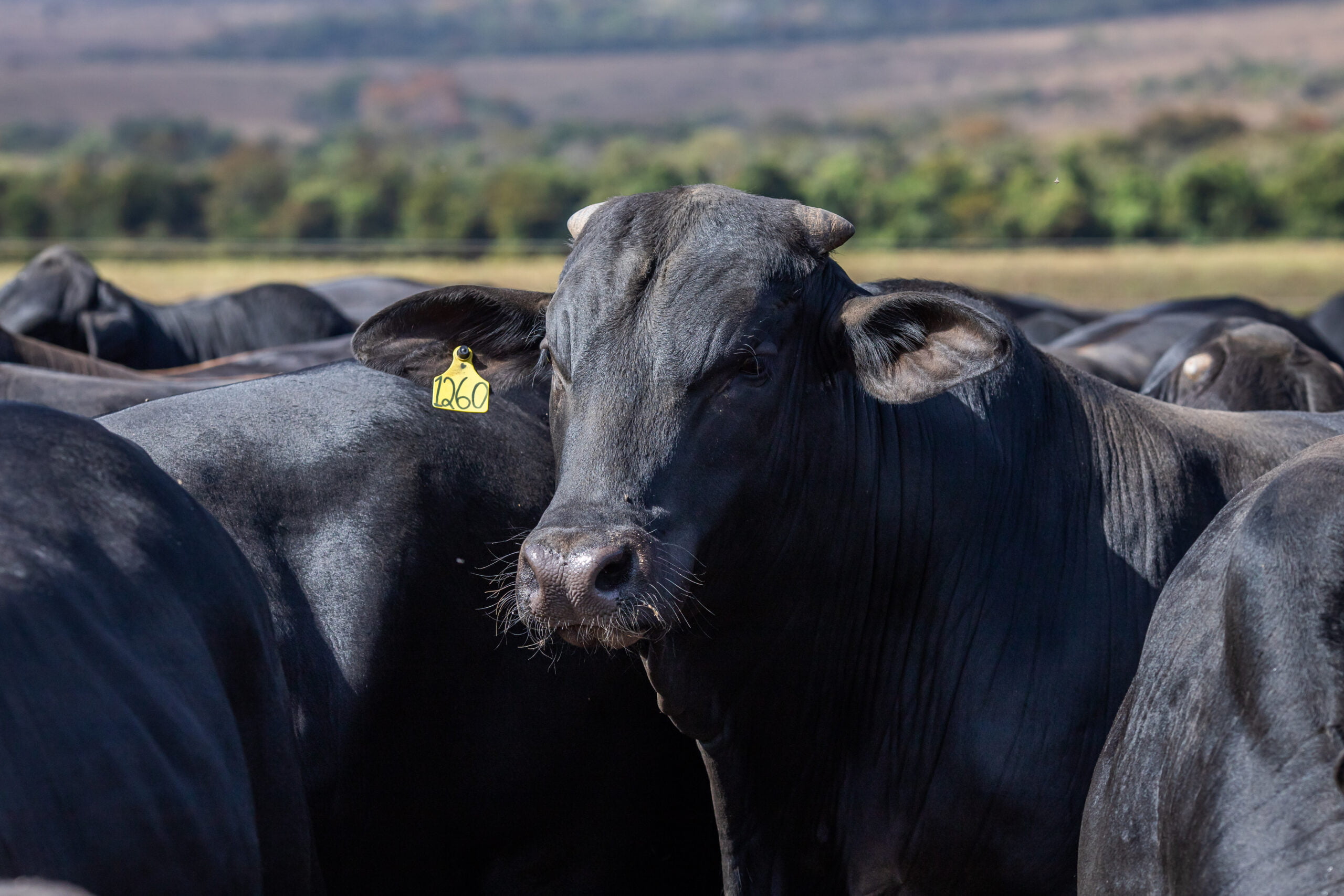 qualidade da agua pode determinar a lucratividade dos rebanhos bovinos 1