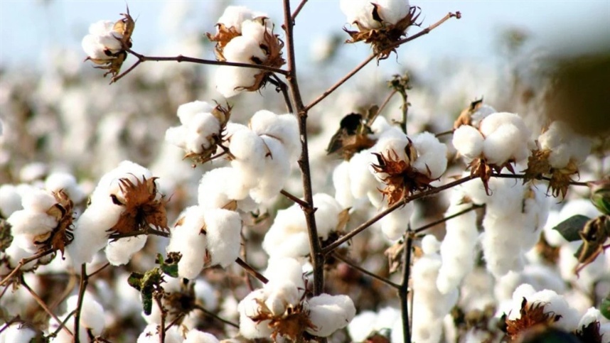 replantio do algodao na china pode mexer nos precos 2