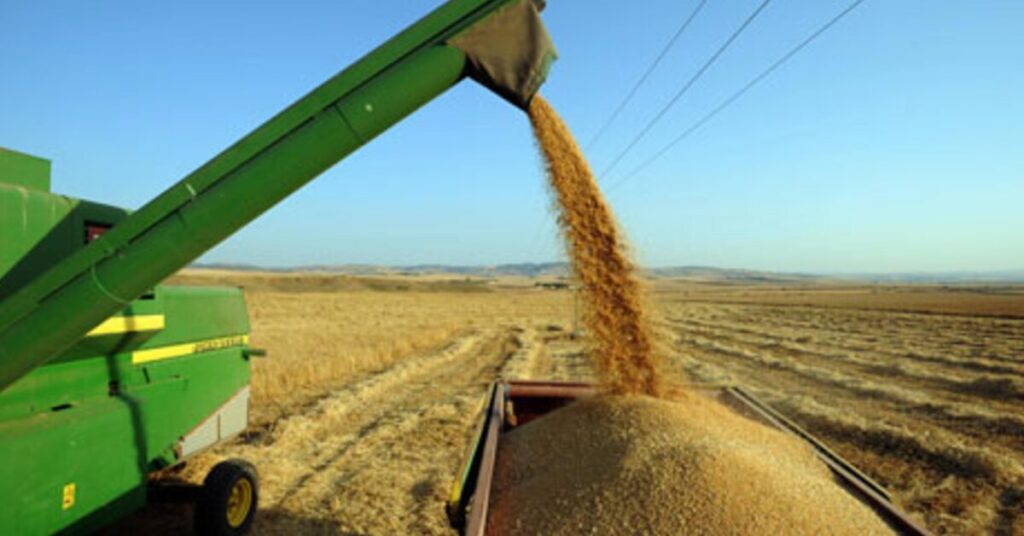 Safra 2023 alcançará recorde de 299,7 milhões de t e será 13,9% maior que a de 2022, diz IBGE • Portal DBO 2 safra 2023 alcancara recorde de 2997 milhoes de t e sera 139 maior que a de 2022 diz ibge portal dbo