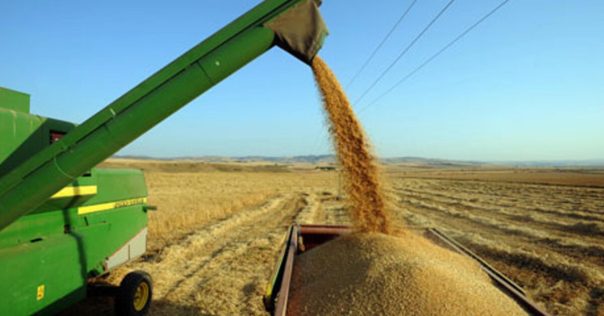 safra 2023 alcancara recorde de 2997 milhoes de t e sera 139 maior que a de 2022 diz ibge portal dbo