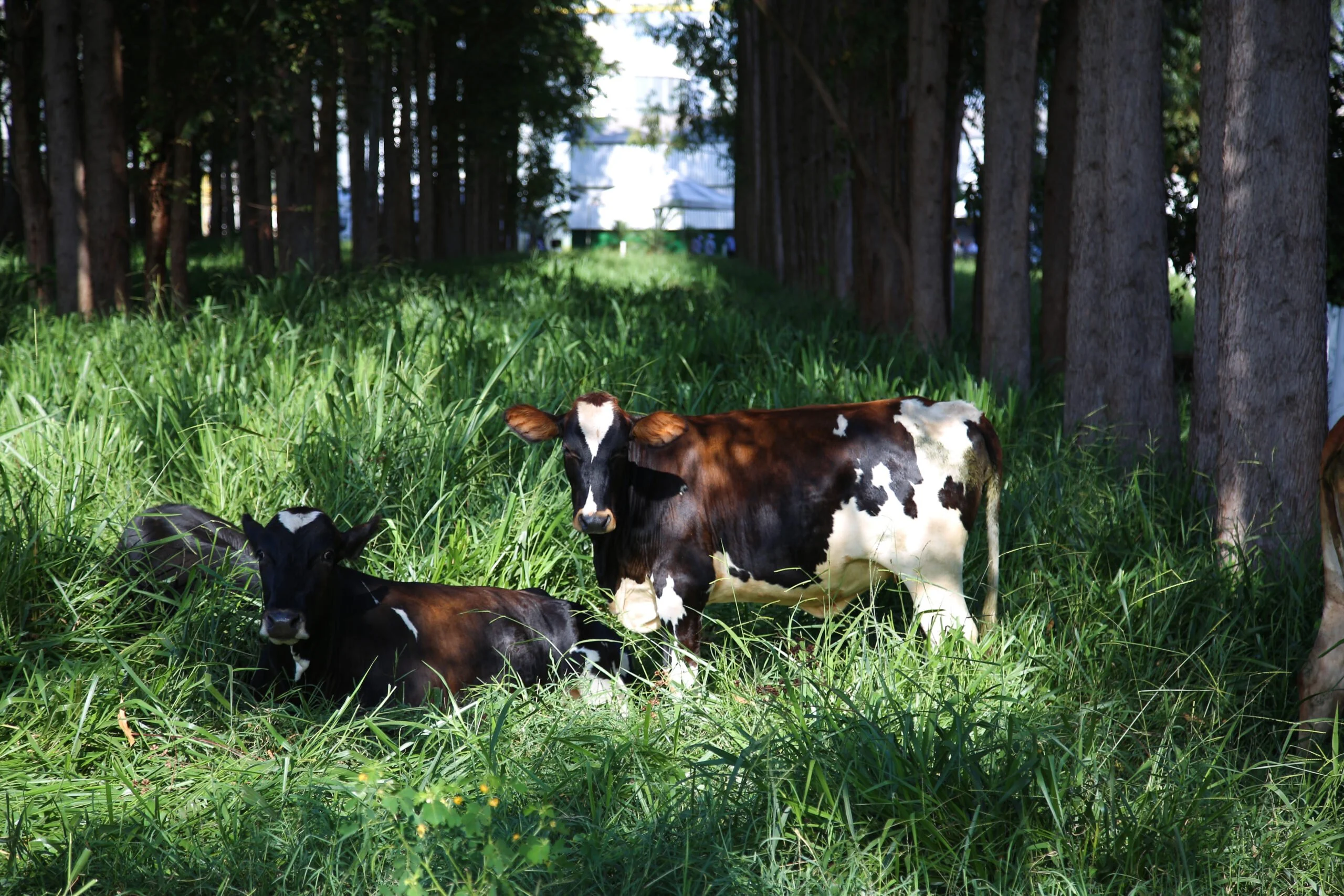 saiba como reduzir os impactos negativos do el nino para a pecuaria
