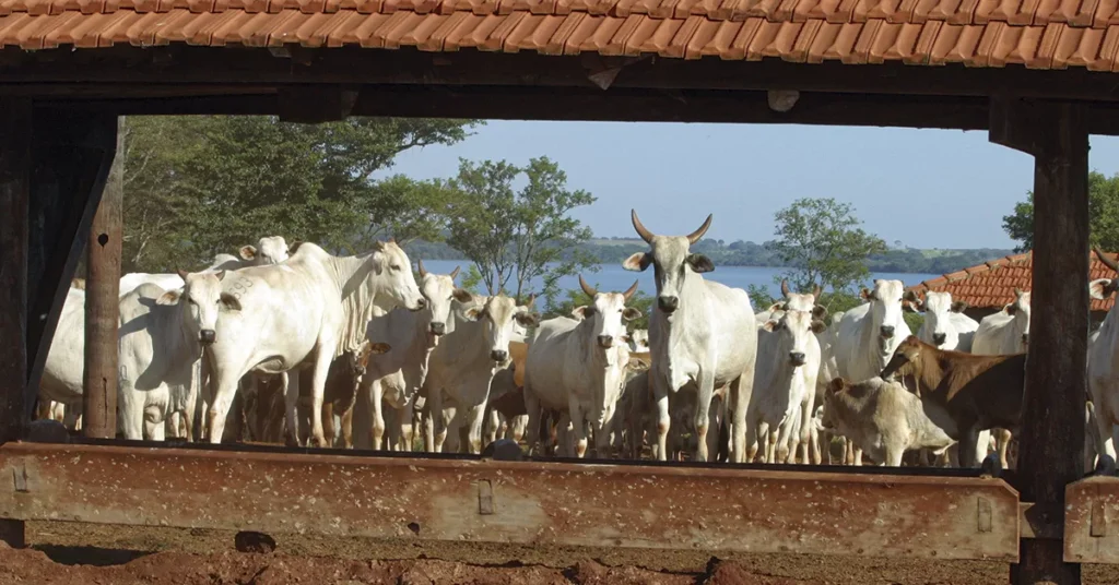 sal mineral se ajusta melhor a arroba portal dbo