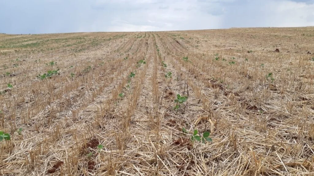 Seca no RS causa perdas de 40% no milho e preocupa produtores de leite 2 Estiagem atinge lavouras de soja no Rio Grande do Sul. Foto: Arquivo pessoal