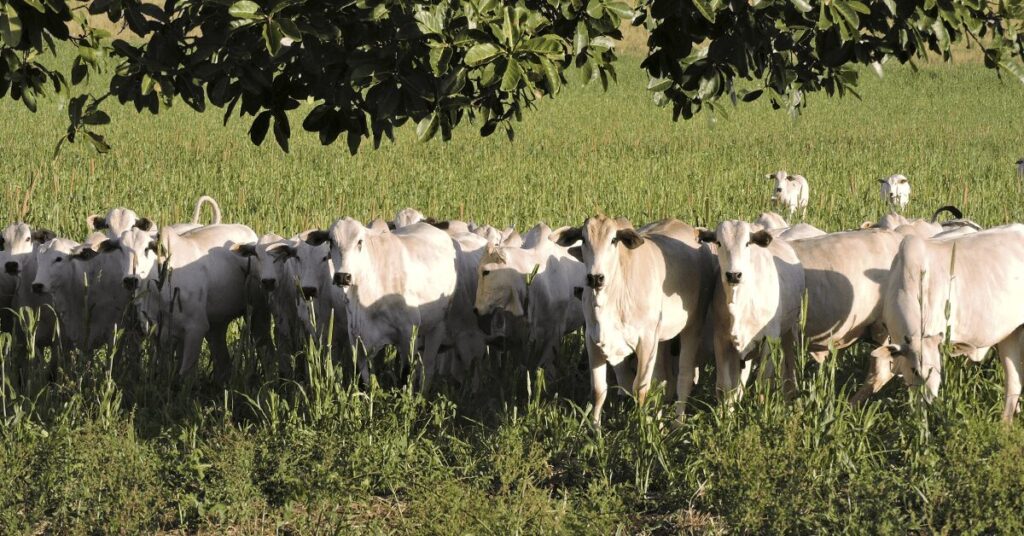 semana comeca com ritmo lento nas negociacoes informam analistas portal dbo