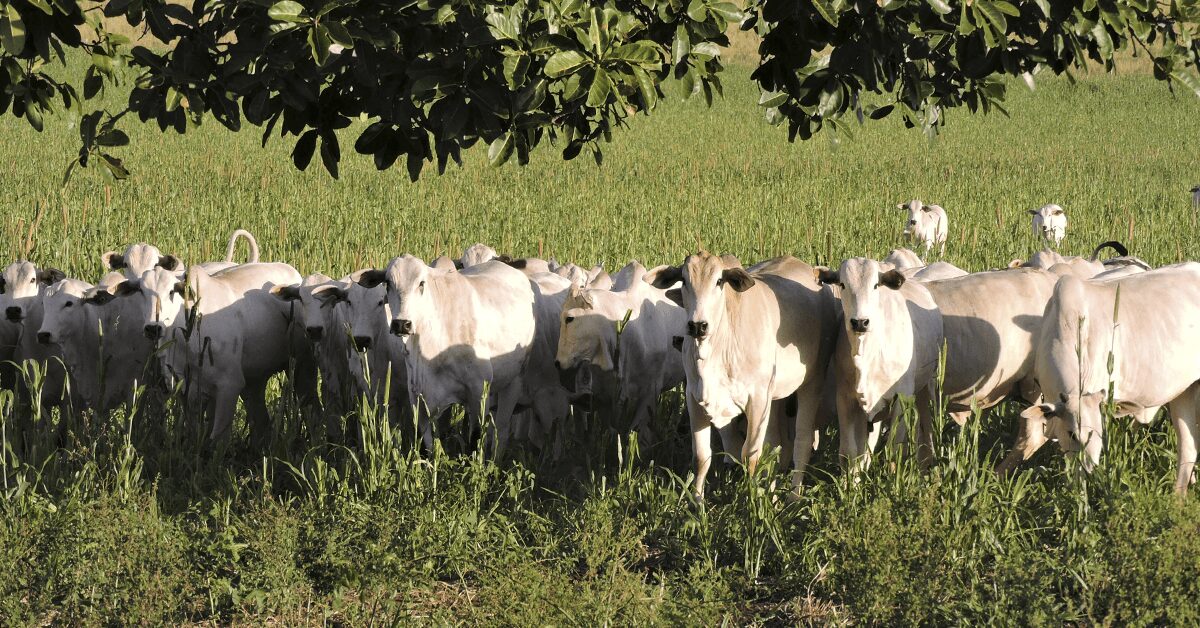 semana comeca com ritmo lento nas negociacoes informam analistas portal dbo