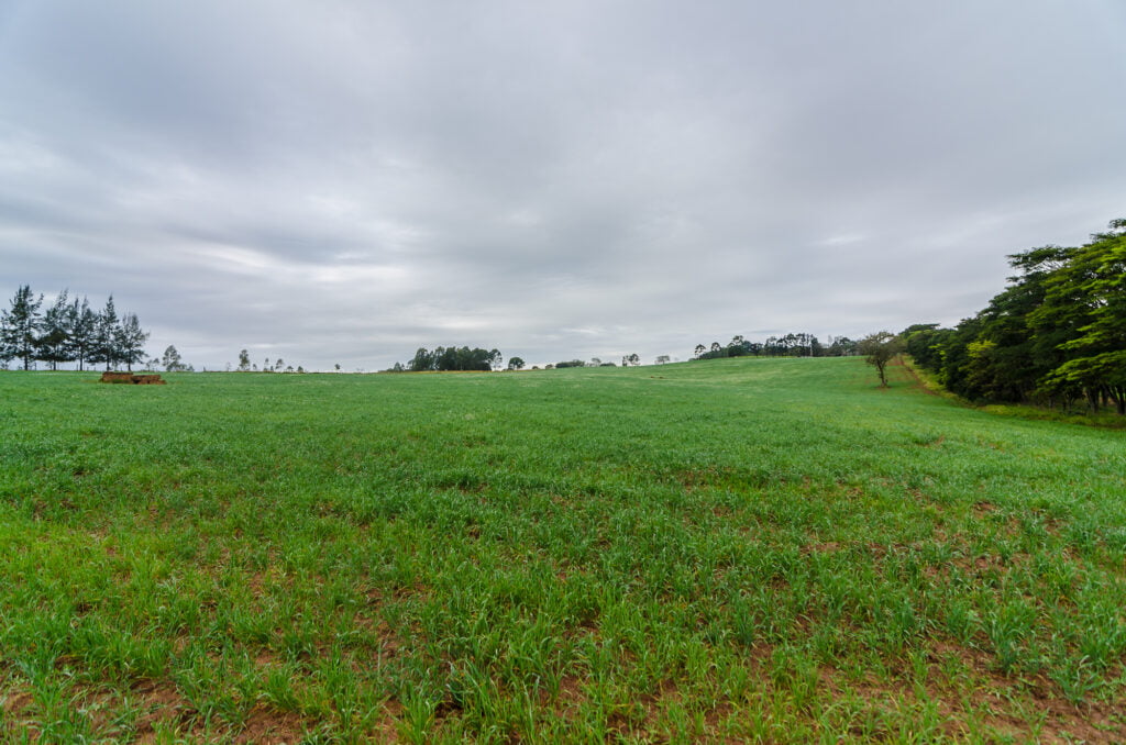 semeadura de aveia avanca no rs 1