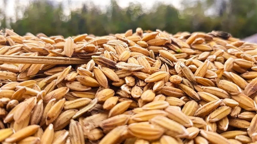 semente catiana melhor produtividade no plantio de arroz 1