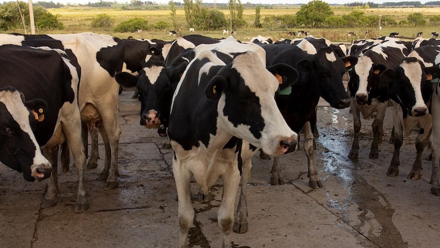 Setor lácteo do Uruguai sofre prejuízo de 136 milhões