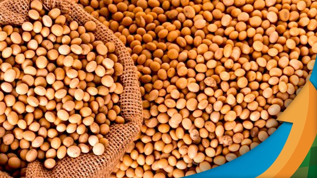 soja clima nos eua vai regular demanda chinesa e ritmo da comercializacao