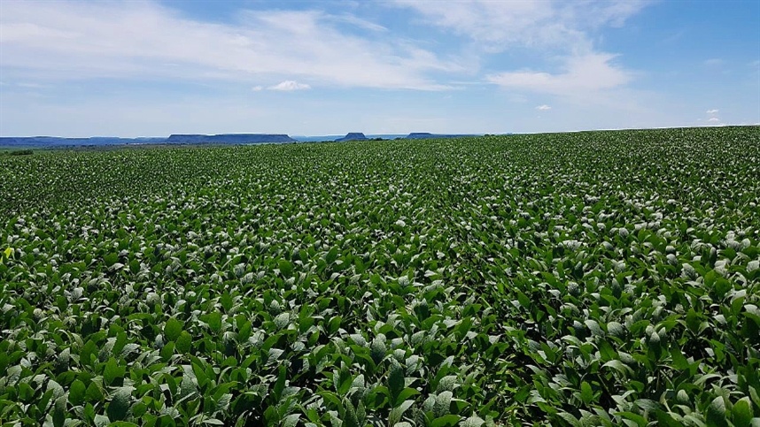 soja tem variacao unica no sul veja 1