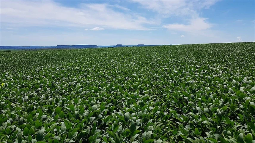 Soja tem variação única no Sul: VEJA 2 soja tem variacao unica no sul veja 1