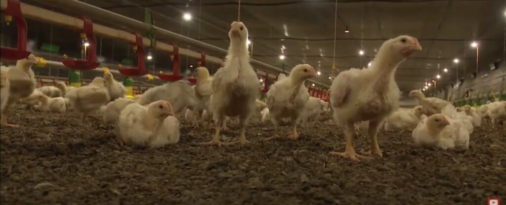 am&ocirc;nia, pintinho, galinha