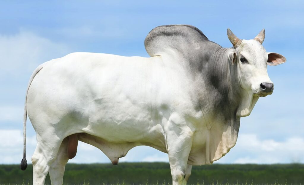 touro bate recorde de producao de semen em um unico dia