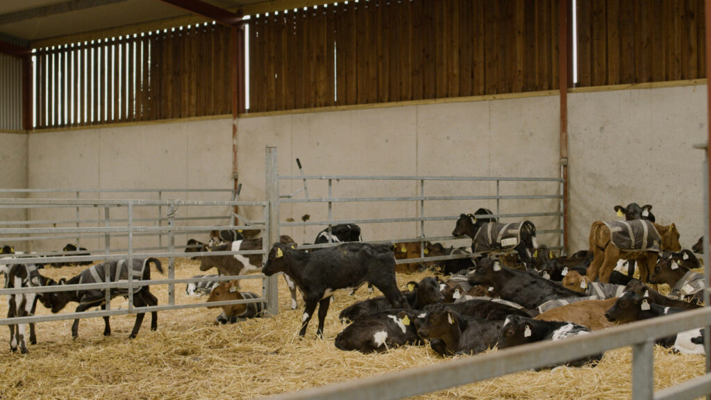 Using Continental sires on JEX cows 2 using continental sires on jex cows 1