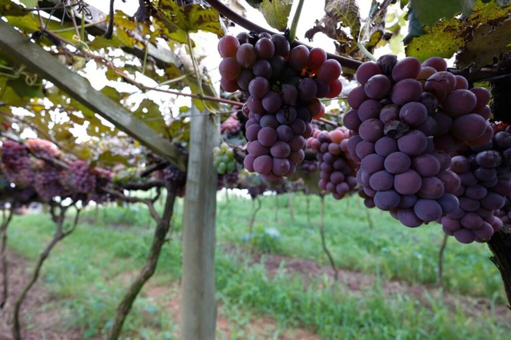 uva niagara de jundiahy recebe reconhecimento como indicacao geografica 1