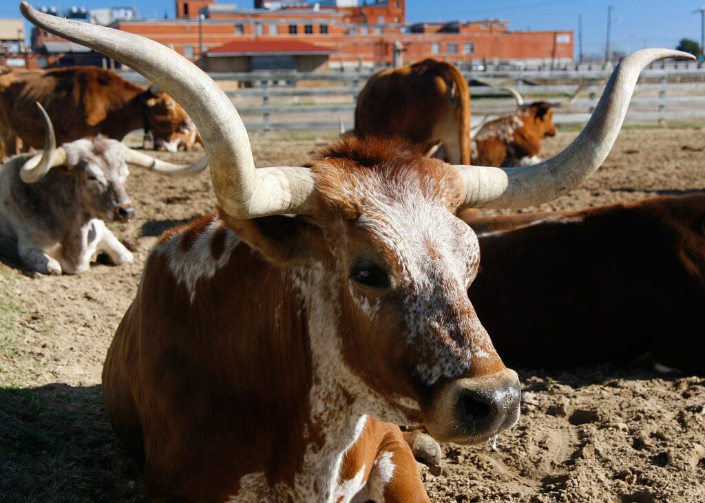 Vacas são encontradas mortas e mutiladas em rodovia 2 vaca, texas longhorn
